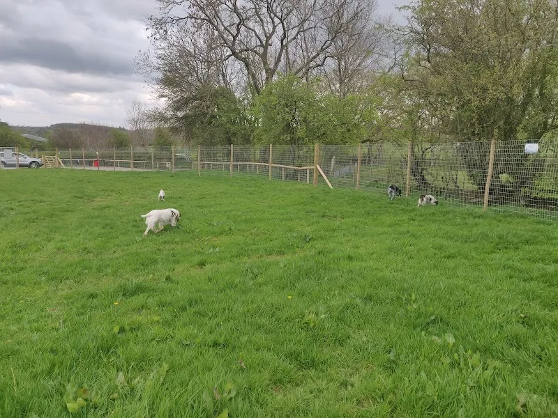 Welly and Tails secure private dog field in The Road Between Ellonby and Blencow, CA11 9SH