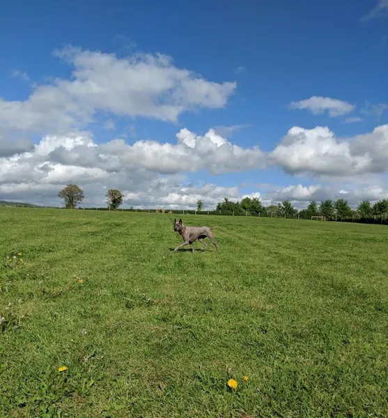 Kates Dog Walking Field Somerset secure private dog field in Axbridge, BS26 2QP