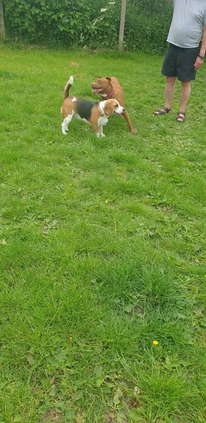 Society for Abandoned Animals secure private dog field in Manchester, M32 9UP