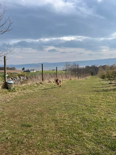 Highland Hound Haven secure private dog field in Highland, IV15 9UE