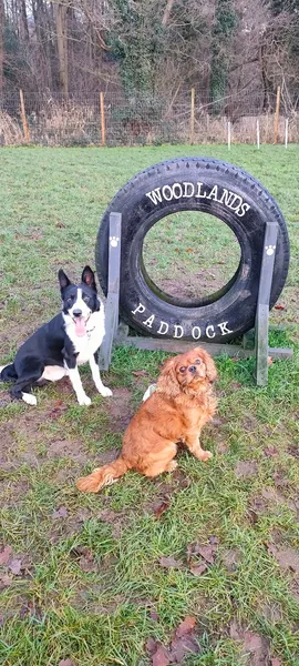 Woodlands paddock secure private dog field in Burton on Trent, DE13 8RE
