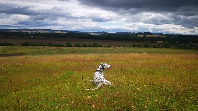 GG & Belle's secure private dog field in Rattray, PH10 7HF