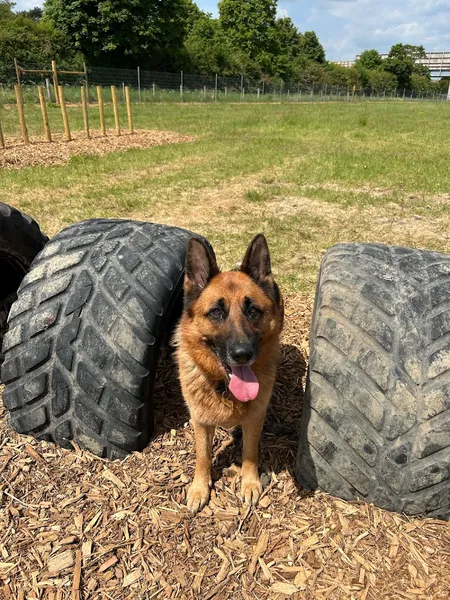 Grow Walkies - Stoke Mandeville secure private dog field in Stoke Mandeville, HP22 5XL