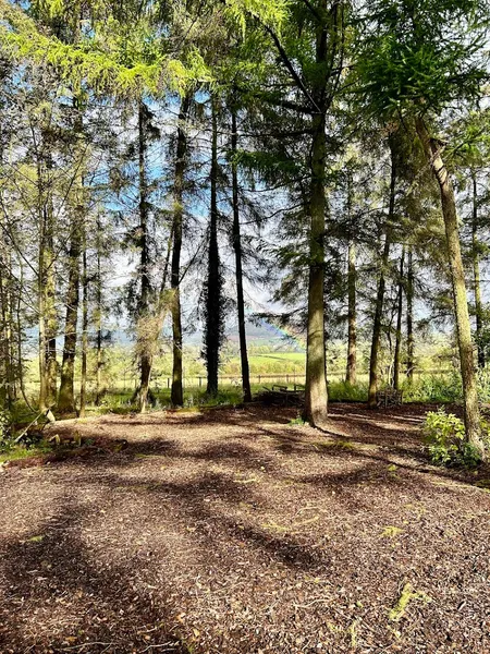 The Whole Yard secure private dog field in Monmouthshire, LD3 0HA