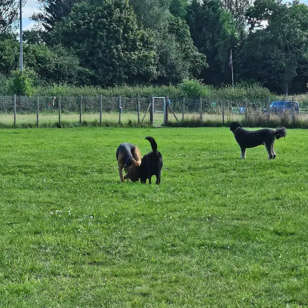 Oak Ridge Total Dog Care secure private dog field in Tenbury Wells, WR15 8JA