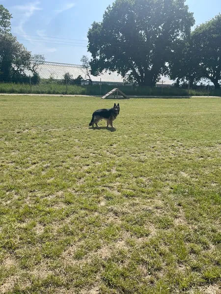 Paw Paddock - Fareham secure private dog field in Fareham, PO14 2HT