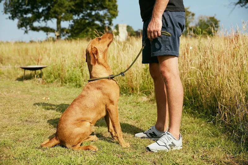Paw Paddock - Bullington secure private dog field in Winchester, SO21 3RB