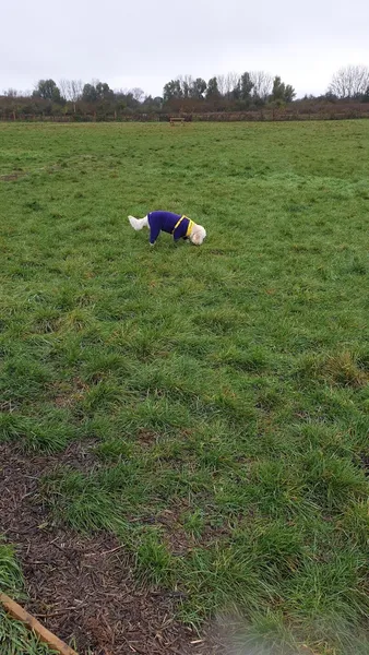 Fun4Paws secure dog field secure private dog field in Swindon, SN4 0AR