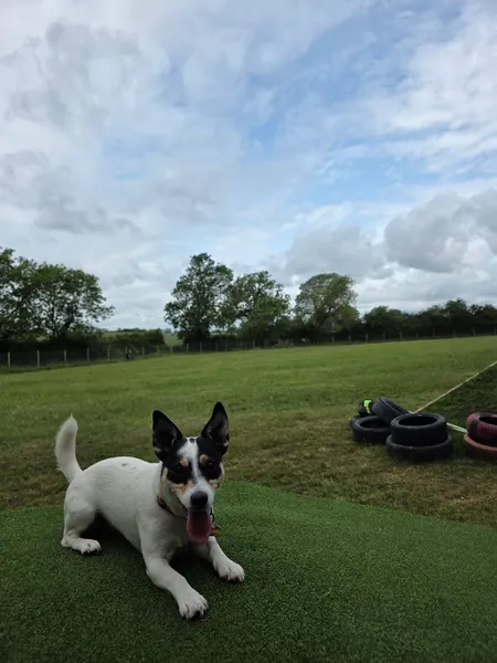 The Moochy Pooch Cheltenham secure private dog field in Badgeworth, GL51 4UP