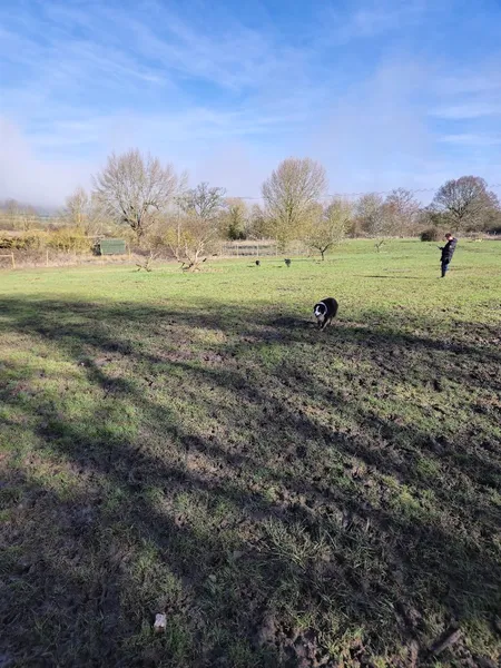 Grow Walkies - Roydon secure private dog field in Roydon, CM19 5HE