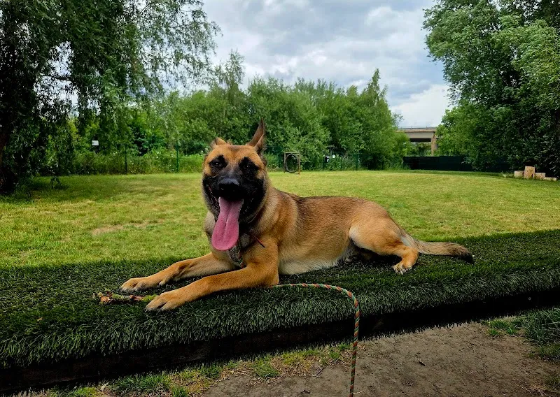 Scentral Park secure private dog field in Altofts, WF6 2PB