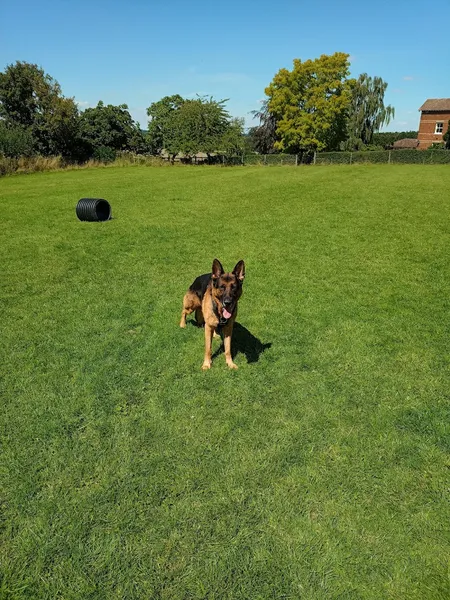 Lawn Pasture Dog Field secure private dog field in Chelmsford, CM3 1LH