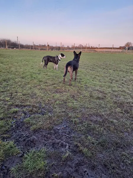 Happy Hounds Freedom Field secure private dog field in Smalley, DE7 6DW