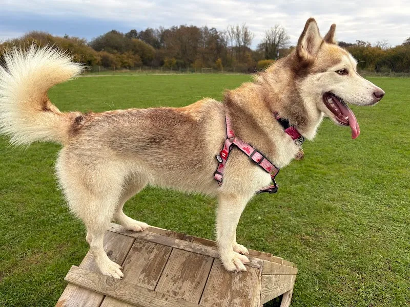 Paw Paddock - Andover secure private dog field in Andover, SP11 6NL