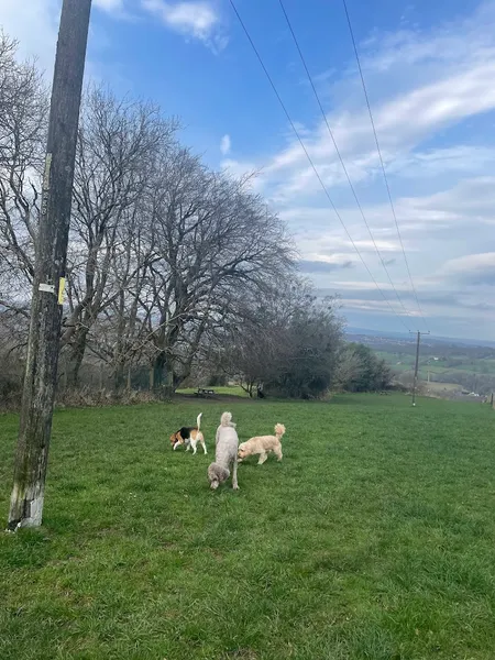 Llanbradach fawr secure dog walking field secure private dog field in Caerphilly, CF83 3QR