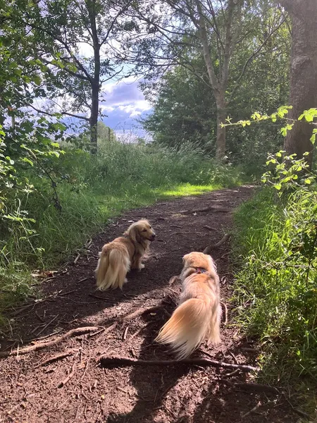 Stanton Waters Woodland Walks secure private dog field in Swindon, SN67RY