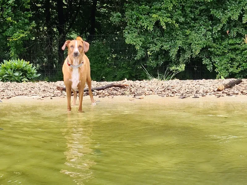 Charwell Dog Adventures and Wacky Woofers Dog Shop secure private dog field in Callington, PL17 7HW