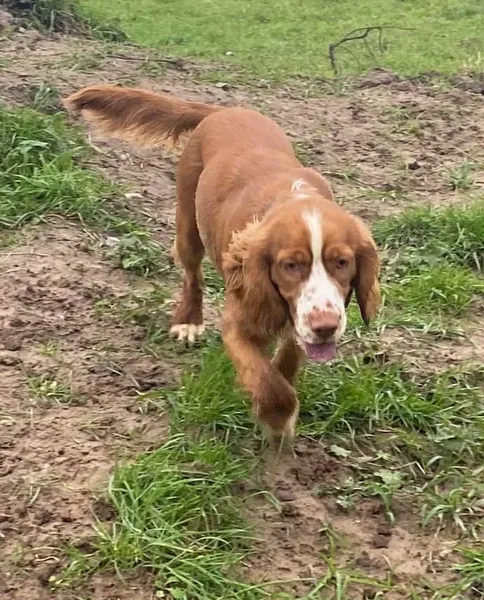 Outbound Hound Play Park secure private dog field in Tilney All Saints, PE34 4SP