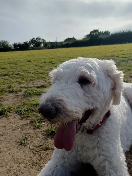 Strawberry Field Pet Play secure private dog field in Clacton-On-Sea, CO15 2GF