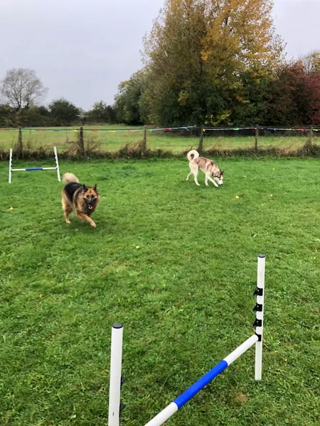 Mutts Meadow secure private dog field in Oxford, OX18 2EL