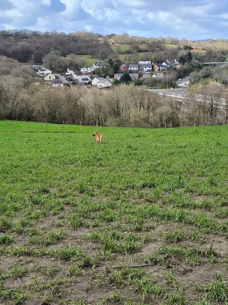 Sweetwell Fields Secure Dog Walking secure private dog field in Blackwood, NP12 2BL