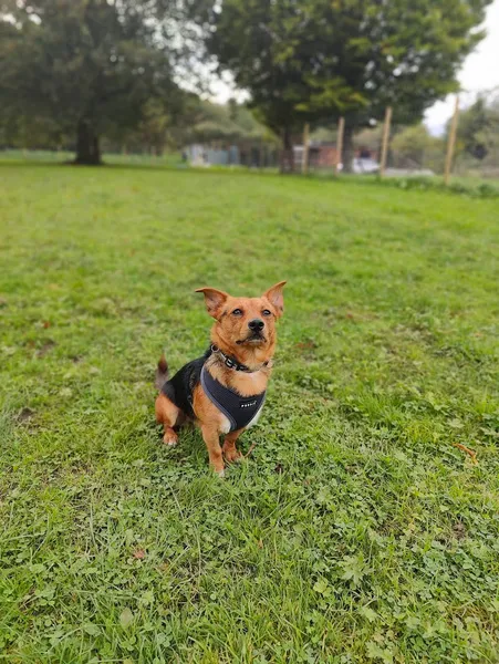 Zoomies Zone Liverpool secure private dog field in Liverpool, L26 5QB