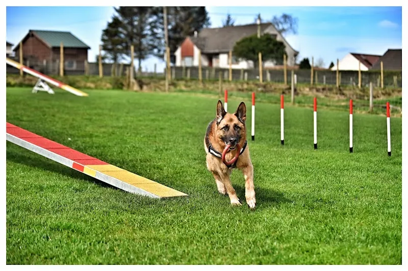 Harperland Dog Runs secure private dog field in Kilmarnock, KA2 9BY