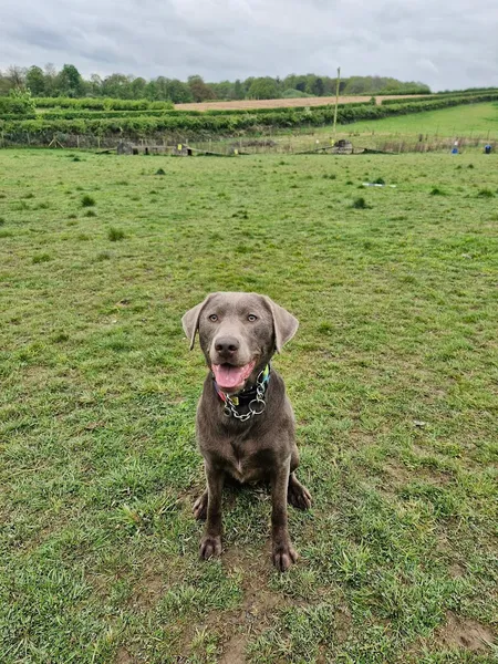 Who Let The Dogs Out Club secure private dog field in Nottingham, NG16 5DQ