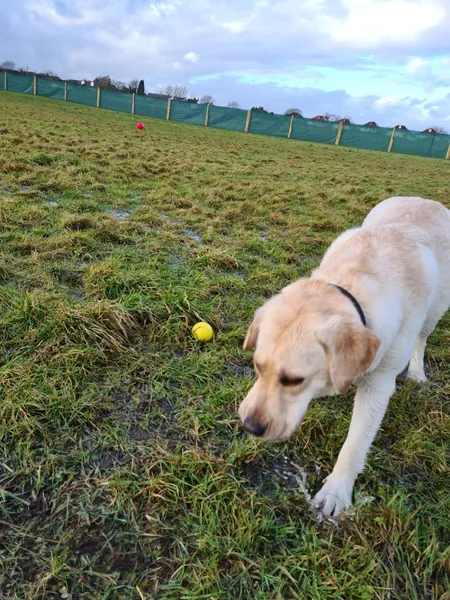 South Cannock Farm Secure Dog Walking secure private dog field in Great Wryley, WS6 6AD