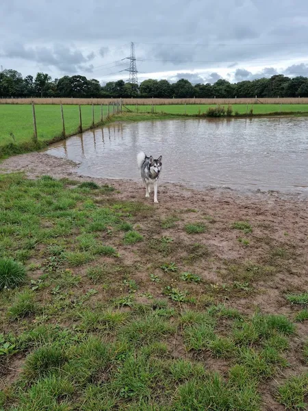 Dogs Go - Bark Parks secure private dog field in Birkenhead, CH64 1RU