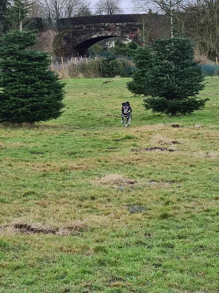 Towpath Tails Dog Park secure private dog field in Wiltshire, SN8 4NQ