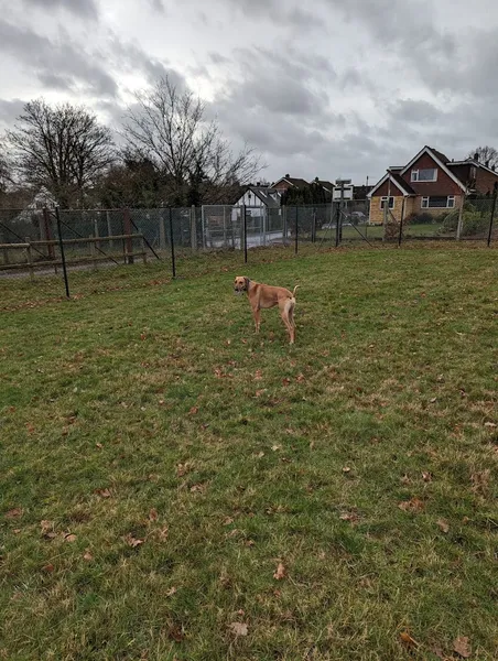 Ray's Place secure private dog field in KT15 3TJ