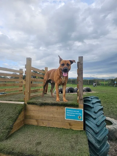 Applegarth Sniffari secure private dog field in Cumbria, CA8 9AR