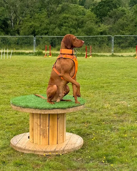 K9'S UNLEASHED secure private dog field in Mosterton, DT8 3HG