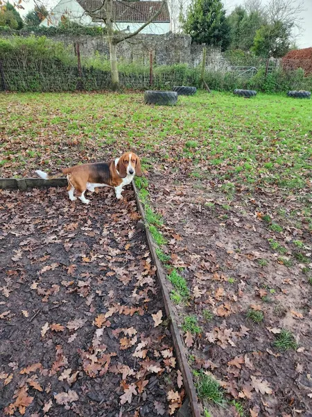 Cleeve Secure Dog Paddock secure private dog field in Bristol, BS49 4PN