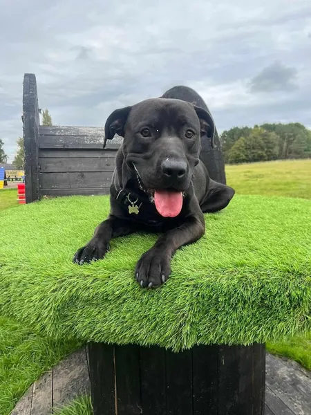 Meadow Dogs Walks secure private dog field in Selby, YO8 5DA