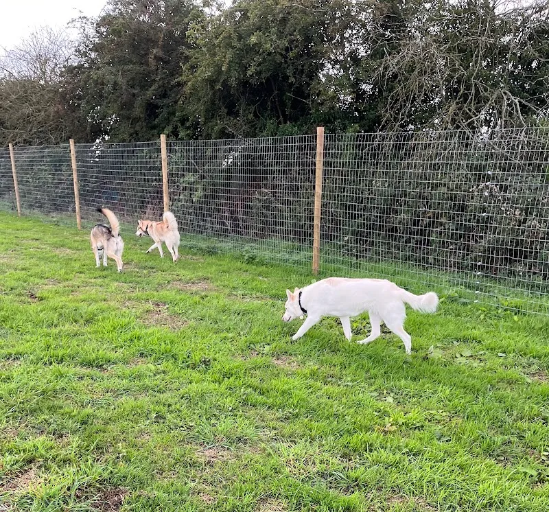 Conisbrough dog walking field secure private dog field in Doncaster, DN12 2AT