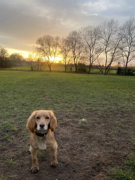 Dadlington Dog Paddock secure private dog field in Dadlington, CV13 6JA