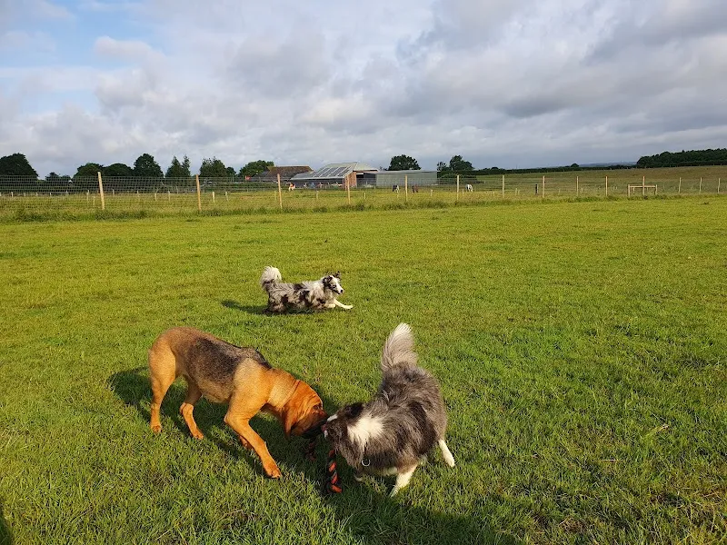 Freedom for Dogs secure private dog field in Hassocks, BN6 9EU