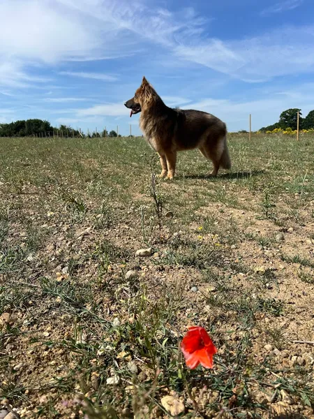 The Dog Walking Field - Colchester secure private dog field in Colchester, CO3 8LP
