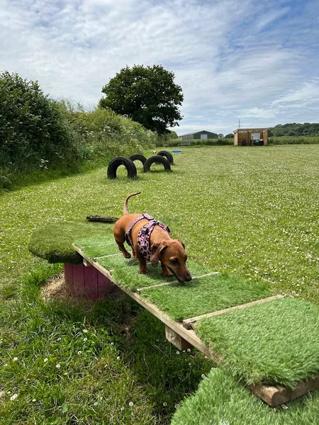 The Kingdom of Dog secure private dog field in Wotton-under-Edge, GL12 8PY