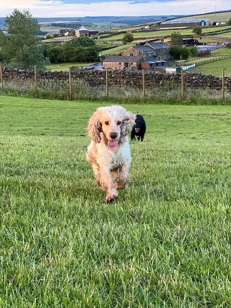 Blossoms Field (Secure) self service dog wash secure private dog field in Keighley, BD220NA