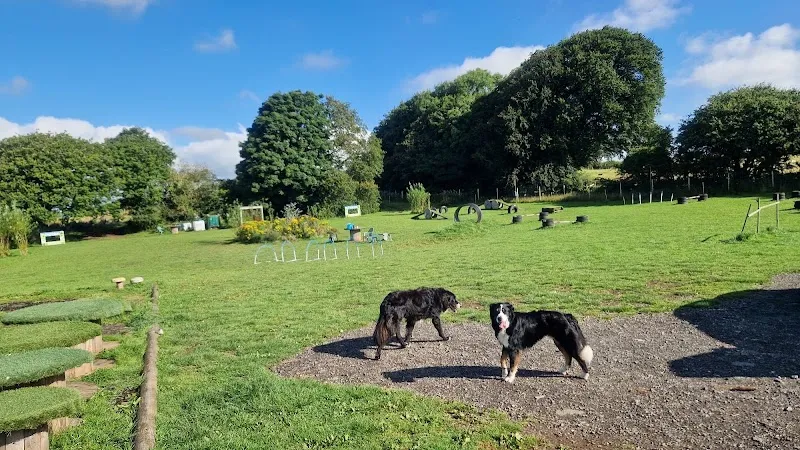 Zoomies Zone Anglesey secure private dog field in Llanfairpwllgwyngyll, LL61 5YR