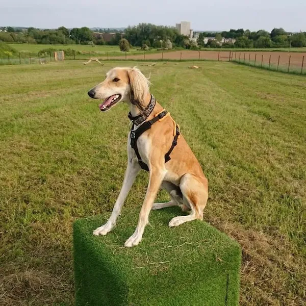 Holt Dog Park secure private dog field in Holt, BA14 6PL