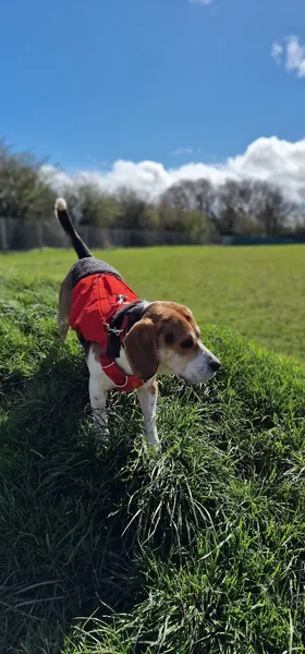 K9 Acres secure private dog field in Rugeley, WS15 4LF