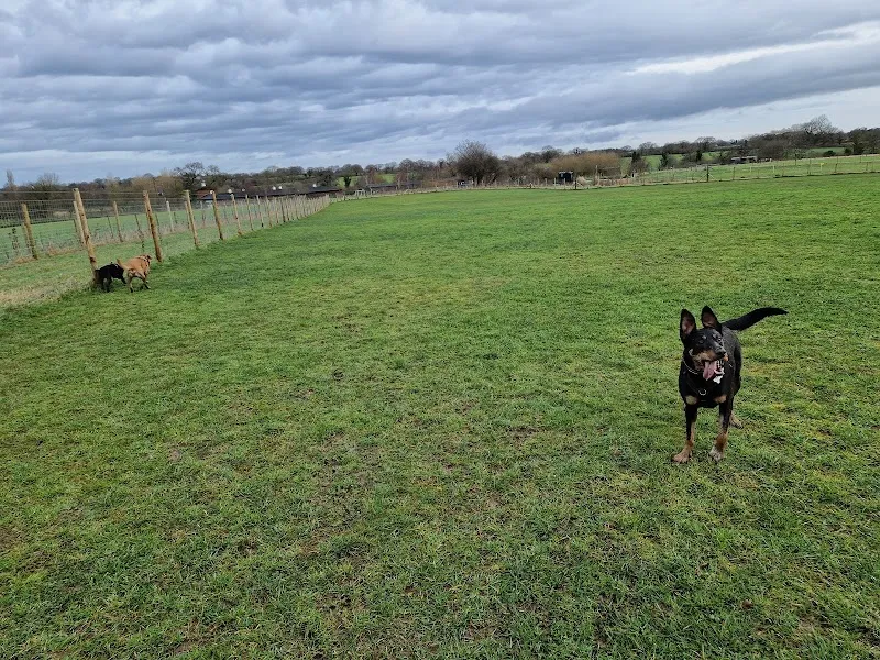The Dogs Paddocks Lower Whitley secure private dog field in Lower Whitley, WA4 4EX
