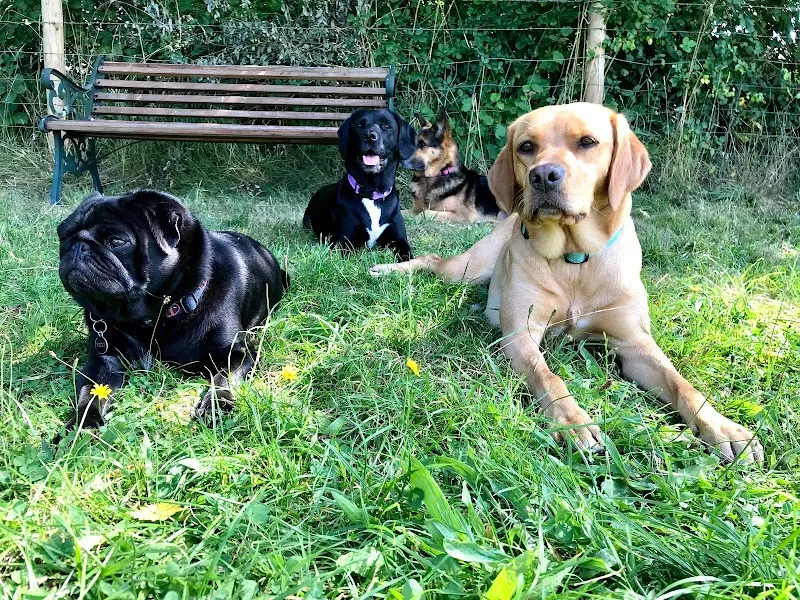 New Forest K9 Services/Merry Tree Paddock secure private dog field in Fordingbridge, SP6 2AU