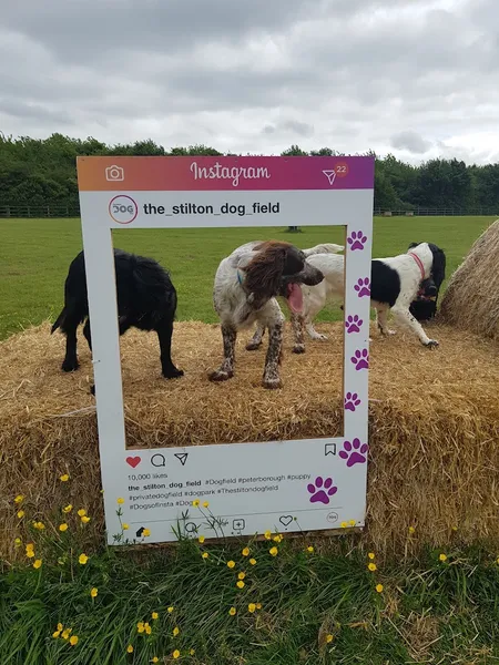 The Stilton Dog Field secure private dog field in Peterborough, PE7 3RA