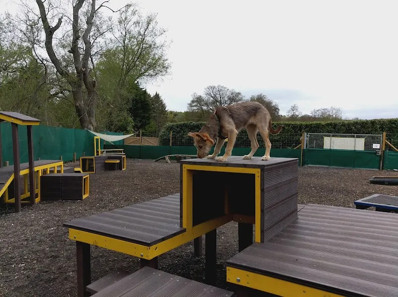 Darling Dogs of May secure private dog field in Thatcham, RG19 8LA
