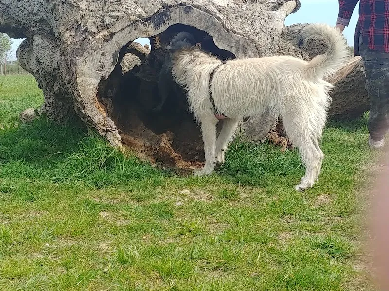 Parklands Farm secure private dog field in Essex, CM2 8QS